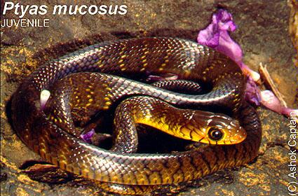 Ptyas_mucosus02.jpg