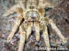Птицеед Серый бабун (Pterinohilus murinus). Англ: Usumbara grey baboon