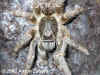 Птицеед Серый бабун (Pterinohilus murinus). Англ: Usumbara grey baboon