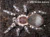 Гигантский бело-коленный птицеед (Acanthoscurria geniculata). Англ: Giant white knee