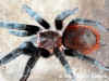 Красный мексиканский птицеед (Brachypelma vagans). Англ: Mexican red rump