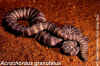 (Acrochordus granulatus). Англ: