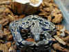 Мадагаскарский удав Дюмериля (Acrantophis dumerili). Англ: Dumeril's boa