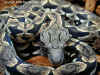 Мадагаскарский удав Дюмериля (Acrantophis dumerili). Англ: Dumeril's boa