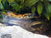 Обыкновенный мадагаскарский удав (Acrantophis madagascariensis)