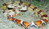 Обыкновенный удав (Boa constrictor constrictor). Англ: Boa constrictor, True redtail boa