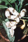 Обыкновенный удав (Boa constrictor constrictor). Англ: Boa constrictor, True redtail boa