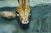 Обыкновенный удав (Boa constrictor constrictor). Англ: Boa constrictor, True redtail boa