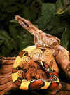 Обыкновенный удав (Boa constrictor constrictor). Англ: Boa constrictor, True redtail boa
