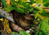 Садовый удав (Corallus hortulanus enydris). Англ: Triniad tree boa, Garden tree boa