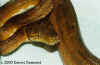 Садовый удав (Corallus hortulanus enydris). Англ: Triniad tree boa, Garden tree boa