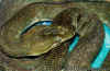 Садовый удав (Corallus hortulanus enydris). Англ: Triniad tree boa, Garden tree boa