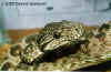 Садовый удав (Corallus hortulanus enydris). Англ: Triniad tree boa, Garden tree boa