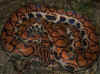 Бразильский радужный удав или Абома (Epicrates cenchria cenchria). Англ: Brazilian rainbow boa