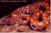 Бразильский радужный удав или Абома (Epicrates cenchria cenchria). Англ: Brazilian rainbow boa