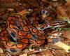 Бразильский радужный удав или Абома (Epicrates cenchria cenchria). Англ: Brazilian rainbow boa
