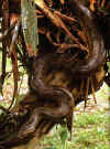 Гигантская анаконда (Eunectes murinus murinus). Англ: Gaint anakonda