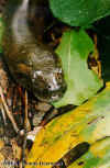 Гигантская анаконда (Eunectes murinus murinus). Англ: Gaint anakonda
