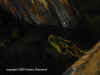 Парагвайская анаконда (Eunectes notaeus). Англ: Yellow anaconda