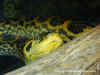 Парагвайская анаконда (Eunectes notaeus). Англ: Yellow anaconda