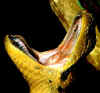 Парагвайская анаконда (Eunectes notaeus). Англ: Yellow anaconda