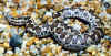 (Gongylophis conicus conicus). Англ: Rough Scaled sand boa