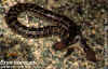 (Gongylophis conicus conicus). Англ: Rough Scaled sand boa