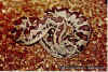 (Gongylophis conicus conicus). Англ: Rough Scaled sand boa