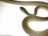 Папуанский питон (Apodora papuana). Англ: Papuan python