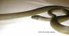Папуанский питон (Apodora papuana). Англ: Papuan python