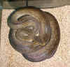 Индонезийский водяной питон (Liasis mackloti). Англ: Macklot's python