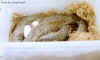 Индонезийский водяной питон (Liasis mackloti). Англ: Macklot's python
