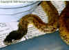 Питон Саву (Liasis mackloti savuensis). Англ: Savu python