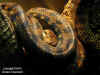 Аметистовый питон (Morelia amethystina). Англ: Amethystine "Scrub"python