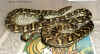 Ковровый питон (Morelia spilota variegata). Англ: Northwest carpet python