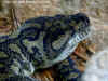 Ковровый питон (Morelia spilota variegata). Англ: Northwest carpet python