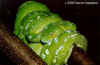Зеленый питон (Morelia viridis). Англ: Green tree python