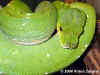 Зеленый питон (Morelia viridis). Англ: Green tree python