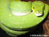 Зеленый питон (Morelia viridis). Англ: Green tree python