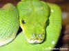 Зеленый питон (Morelia viridis). Англ: Green tree python