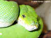 Зеленый питон (Morelia viridis). Англ: Green tree python