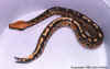 Калимантанский пестрый питон (Python breitensteini). Англ: Borneo short-tail python