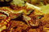 Короткохвостый или Пестрый питон (Python curtus curtus). Англ: Malaysian Blood Python