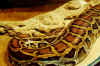 Темный тигровый питон (Python molurus bivittatus). Англ: Burmese Python