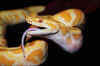 Темный тигровый питон (Python molurus bivittatus). Англ: Burmese Python