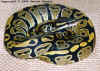 Королевский питон (Python regius). Англ: Ball python