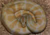 Королевский питон (Python regius). Англ: Ball python. Альбинос.