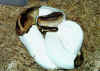 Королевский питон (Python regius). Англ: Ball python