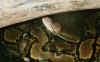 Сетчатый питон (Python reticulatus). Англ: Reticulated python