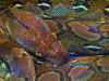 Сетчатый питон (Python reticulatus). Англ: Reticulated python